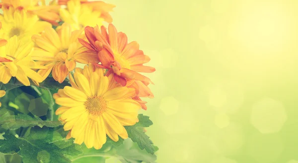 Chryzantéma květinové pozadí — Stock fotografie