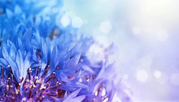 Cornflowers fundo — Fotografia de Stock