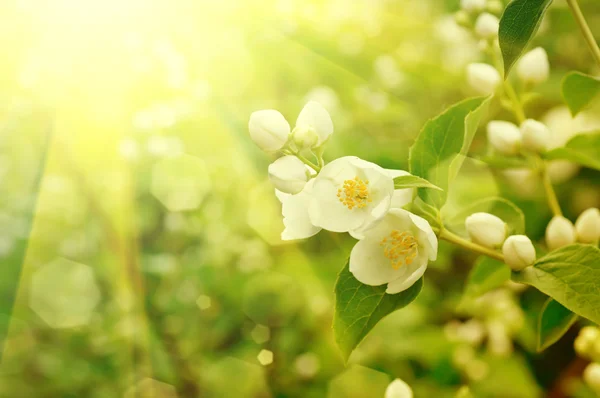 Jasmijnbloem — Stockfoto