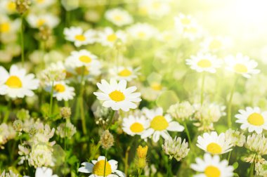 Vahşi papatya çiçekleri.