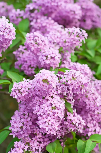 紫丁香花枝条 — 图库照片