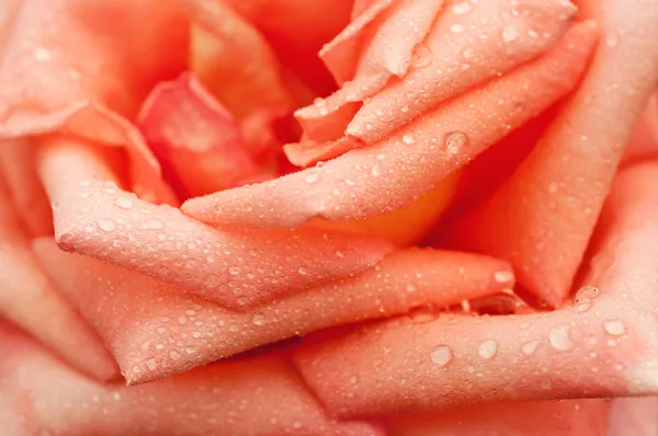 Macro rose orange — Photo