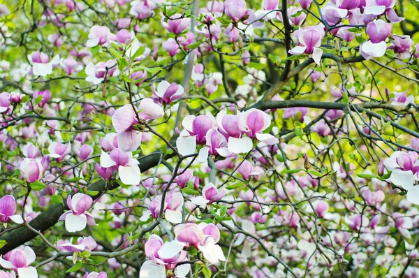 Kwiaty magnolii — Zdjęcie stockowe