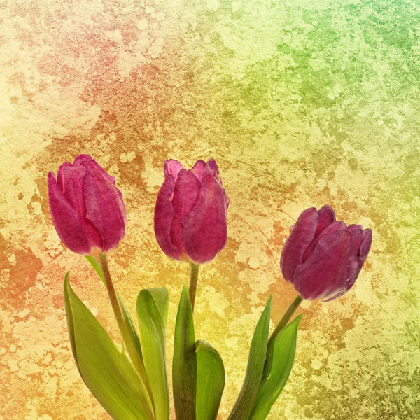 Tulip flowers — Stock Photo, Image