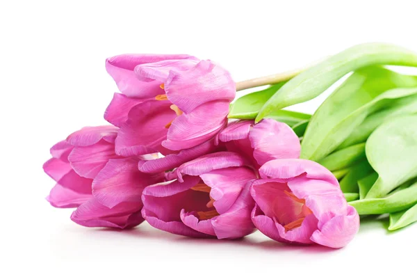 Tulp bloemen op de witte — Stockfoto