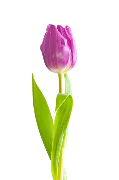 Tulipa violeta única — Fotografia de Stock