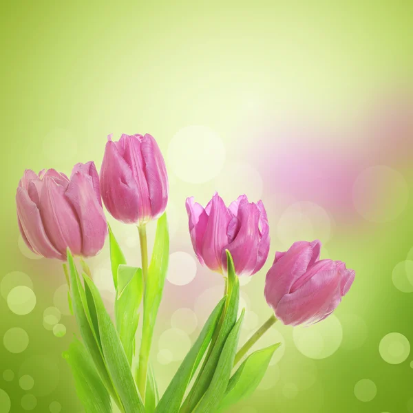 Tulip flowers — Stock Photo, Image