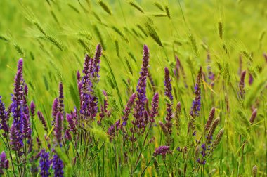 Menekşe çayır çiçek