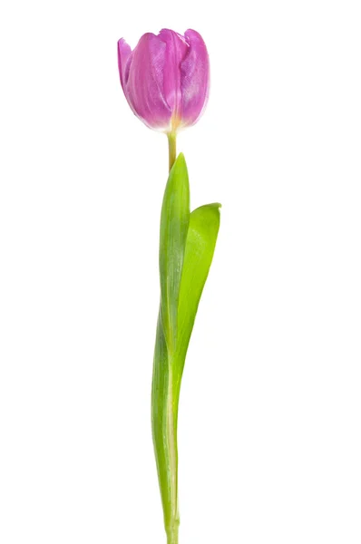 Jediné Tulipán fialový — Stock fotografie