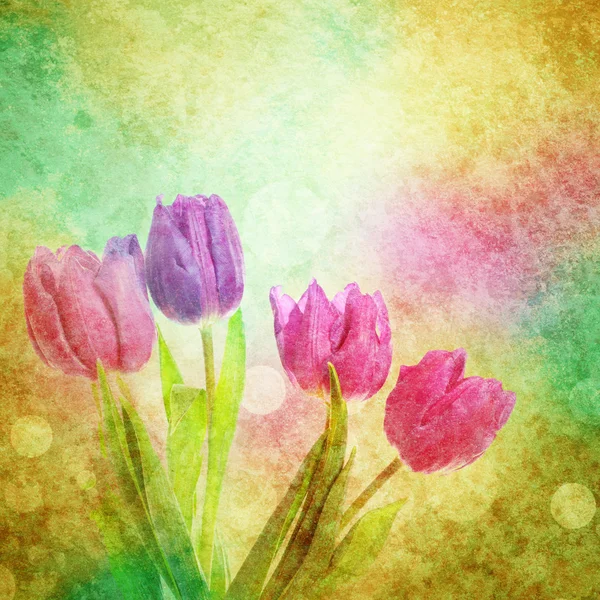 Tulip flowers — Stock Photo, Image