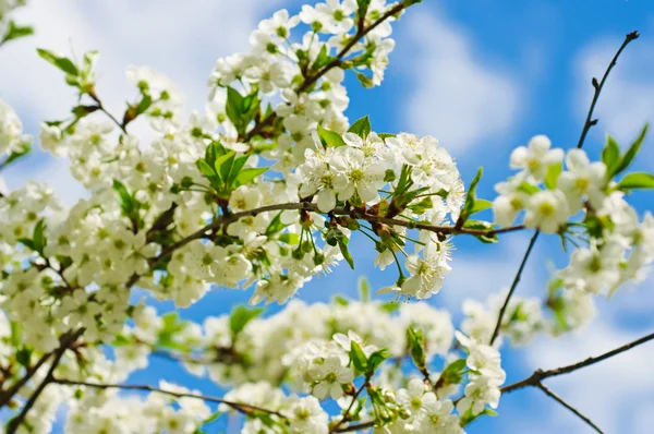 Cherry bloemen — Stockfoto