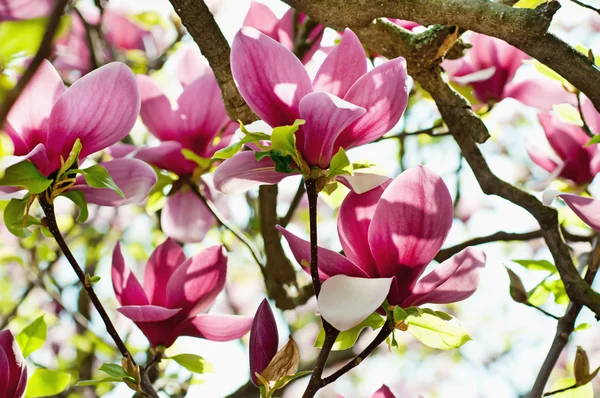 Magnolia bloemen — Stockfoto