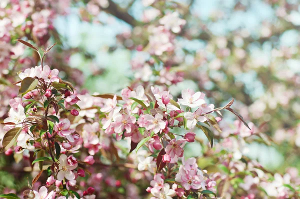 Apfelbaumblüte — Stockfoto