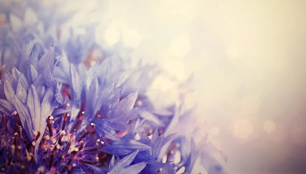 Cornflowers background — Stock Photo, Image