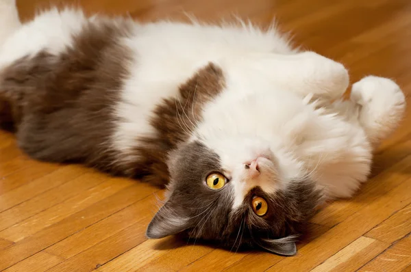 Lindo gato doméstico —  Fotos de Stock