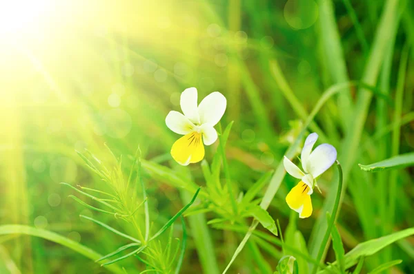 Violet pansy — Stock Photo, Image