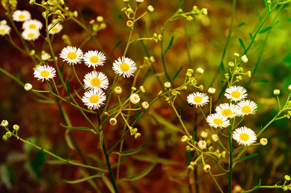 Dzikie kwiaty rumianku — Zdjęcie stockowe