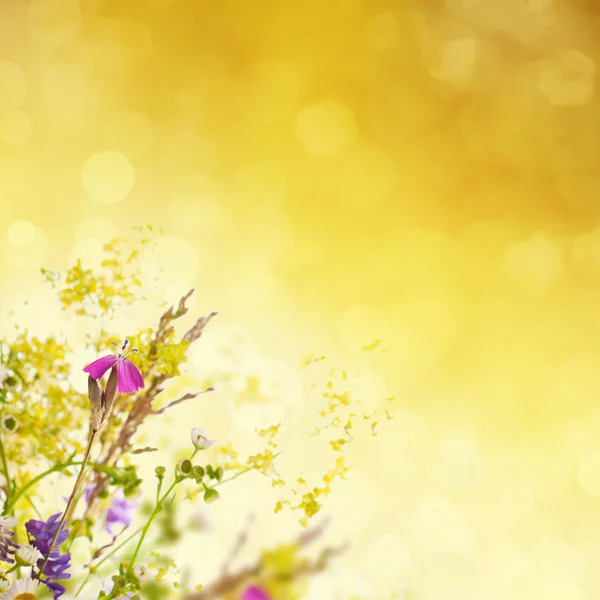 Sommar blommor — Stockfoto