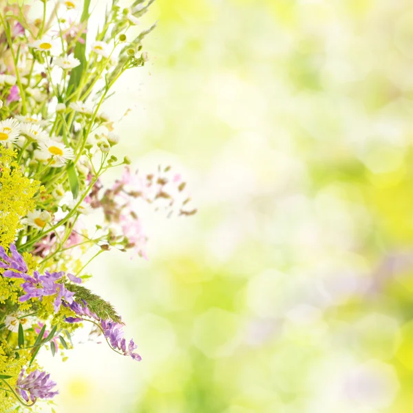 Summer flowers — Stock Photo, Image