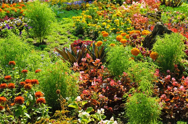 Flowerbed in the park — Stock Photo, Image