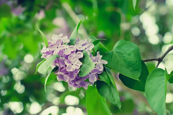 紫丁香花枝条 — 图库照片