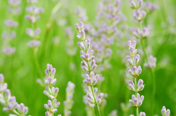 Lavender flowers — Stock Photo, Image