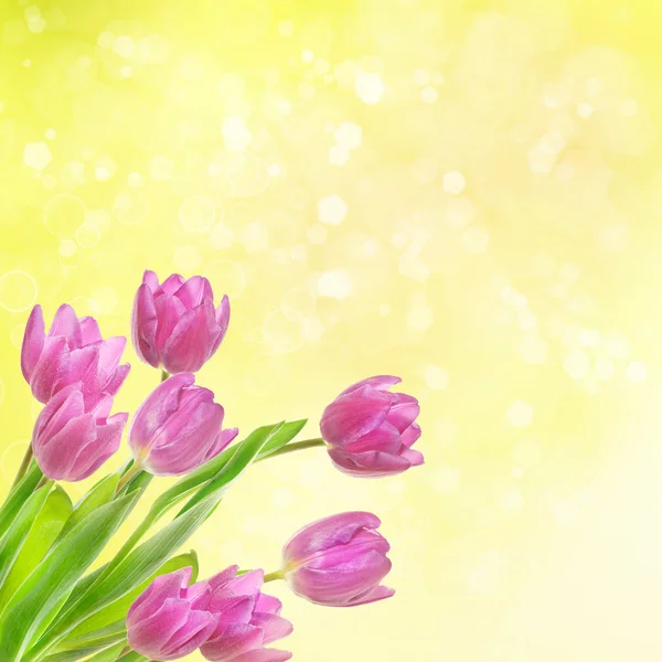 Tulpe Blumen Hintergrund — Stockfoto