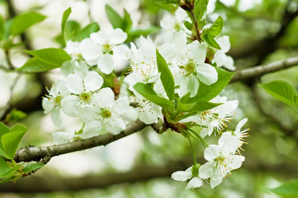 Flores de cereza — Foto de Stock