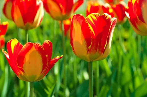 Røde smukke tulipaner - Stock-foto