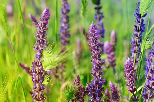 Flor de prado violeta — Fotografia de Stock