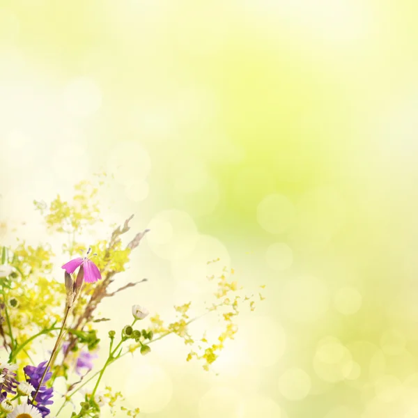 Summer flowers — Stock Photo, Image