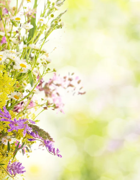 Fleurs d'été — Photo