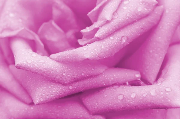 गुलाबी गुलाब मॅक्रो — स्टॉक फोटो, इमेज