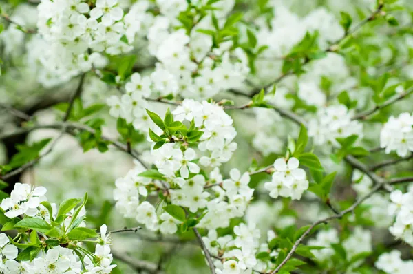 Flores de cereza — Foto de Stock