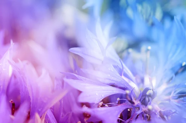 Cornflower defocused background — Stock Photo, Image