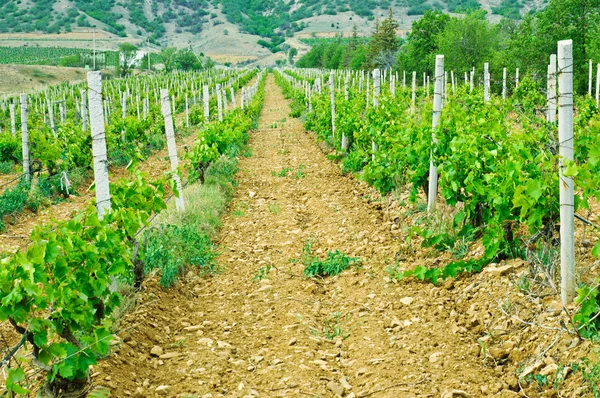 Groene wijngaard — Stockfoto