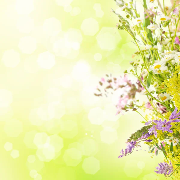 Sommar blommor — Stockfoto