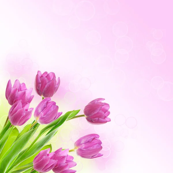 Tulip flowers background — Stock Photo, Image
