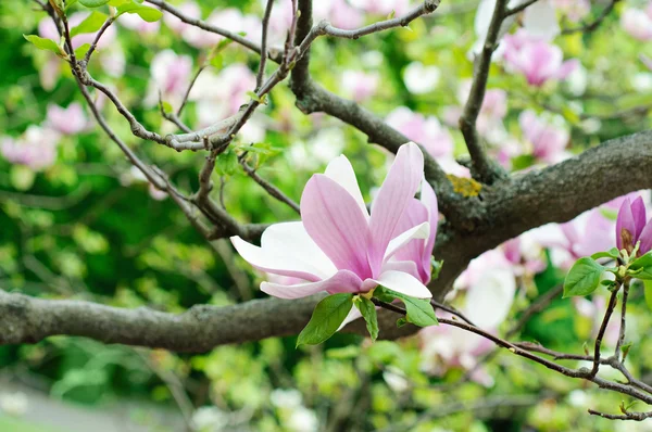 Magnolia bloemen — Stockfoto