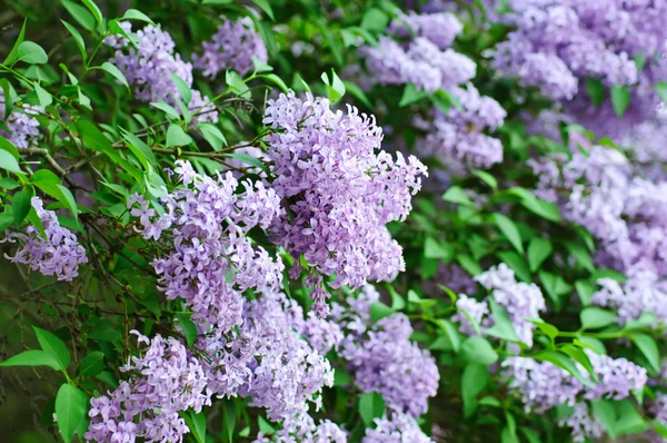 Rama de flores lila —  Fotos de Stock