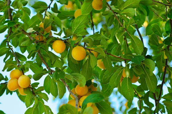 Cerisier-prunier aux fruits — Photo