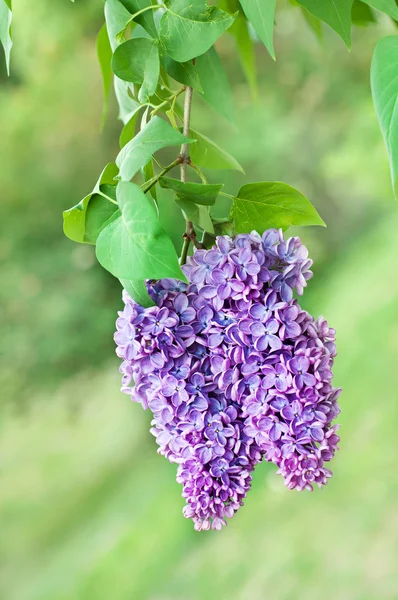 Tak van lila bloemen — Stockfoto