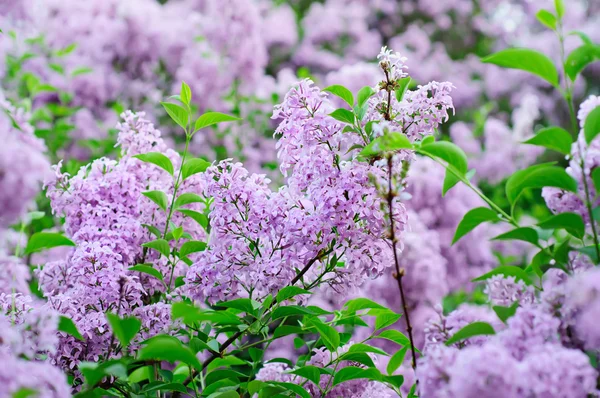 Förgrenade lila blommor — Stockfoto