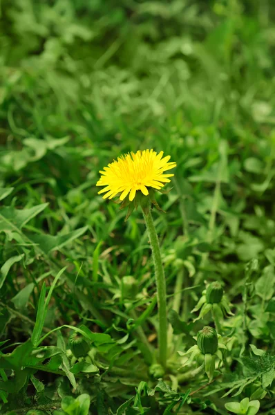 Flor de diente de león — Foto de Stock