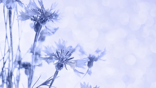 Cornflowers fundo — Fotografia de Stock