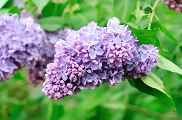 Branche de fleurs lilas — Photo