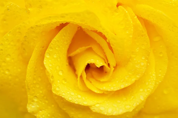 Yellow rose macro — Stock Photo, Image