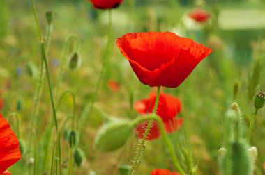 bir alandaki haşhaş