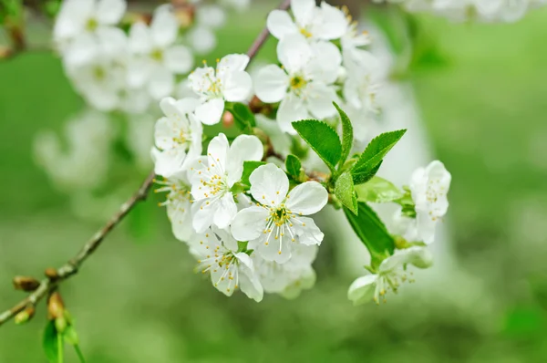 Cherry bloemen — Stockfoto