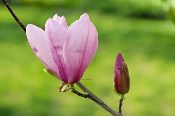 Magnolia bloemen — Stockfoto